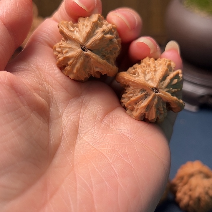 青***志木桃树是由树上和木