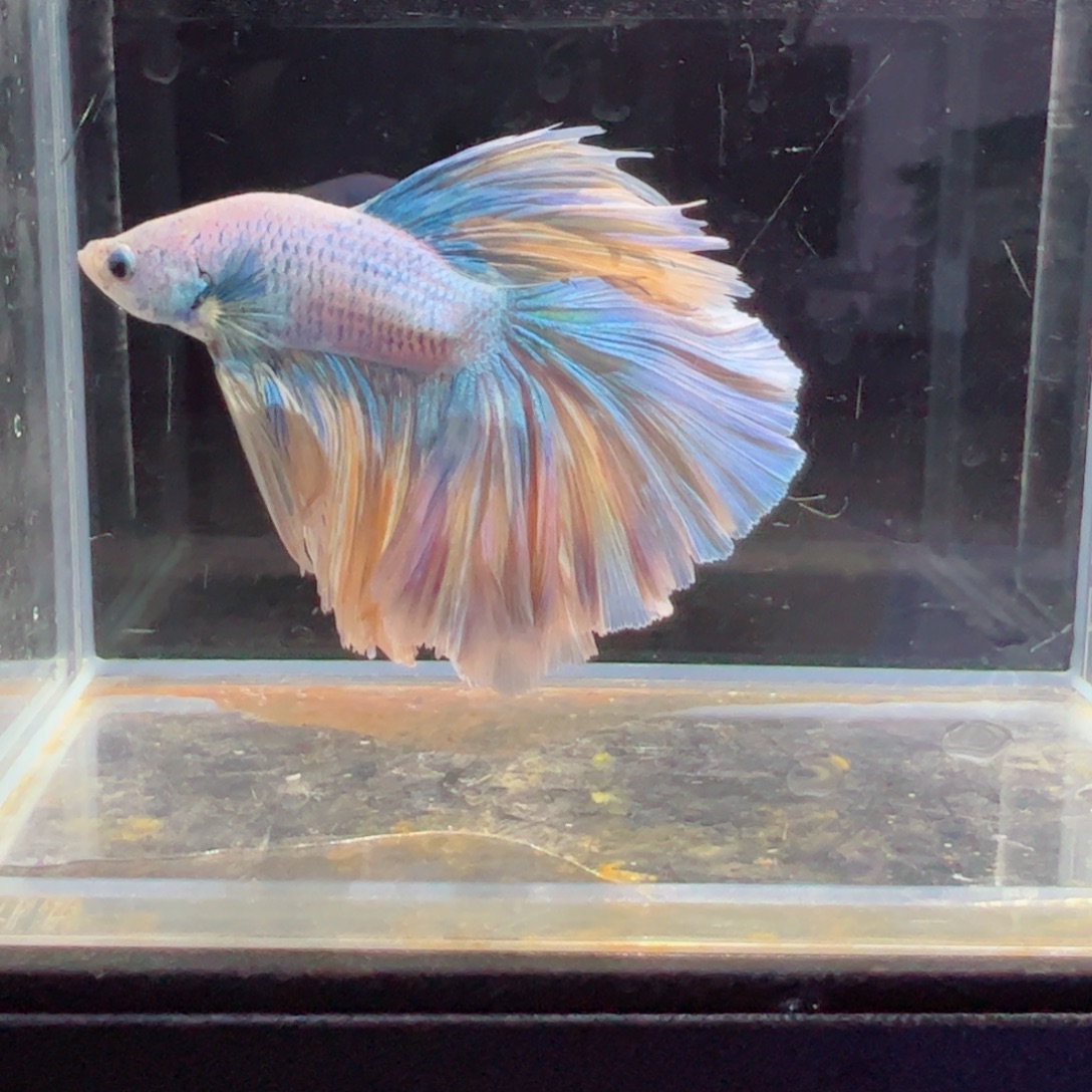 斗鱼浅色特殊尾hhhh