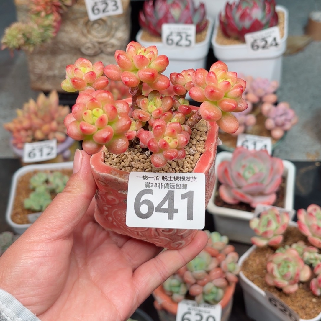 香格里拉无盆土发货