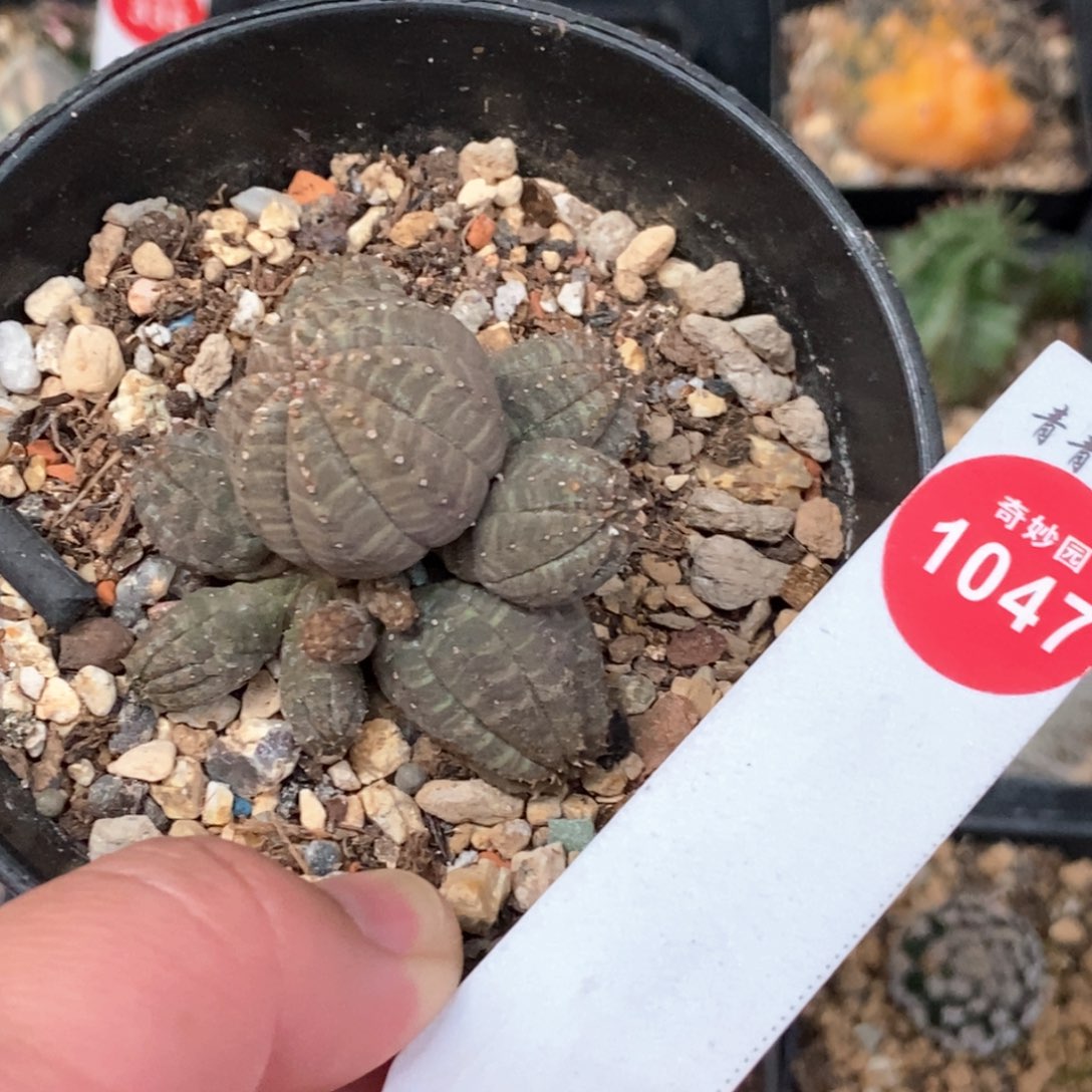 自根布纹球群一颗仙人球