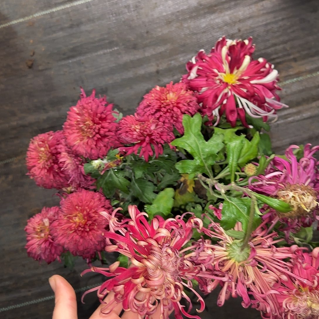 全部花朵D000000004