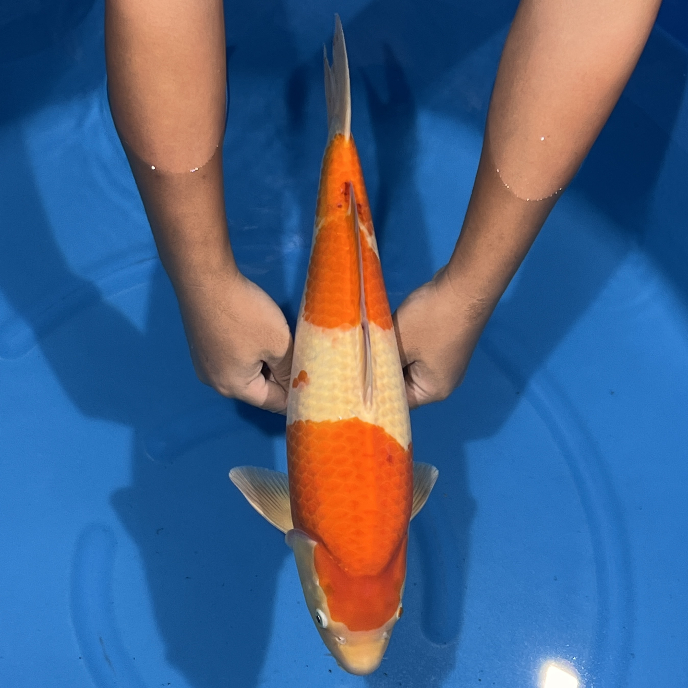 阪井出品香格里拉红白锦鲤母（一凡）【实际以直播间为准】