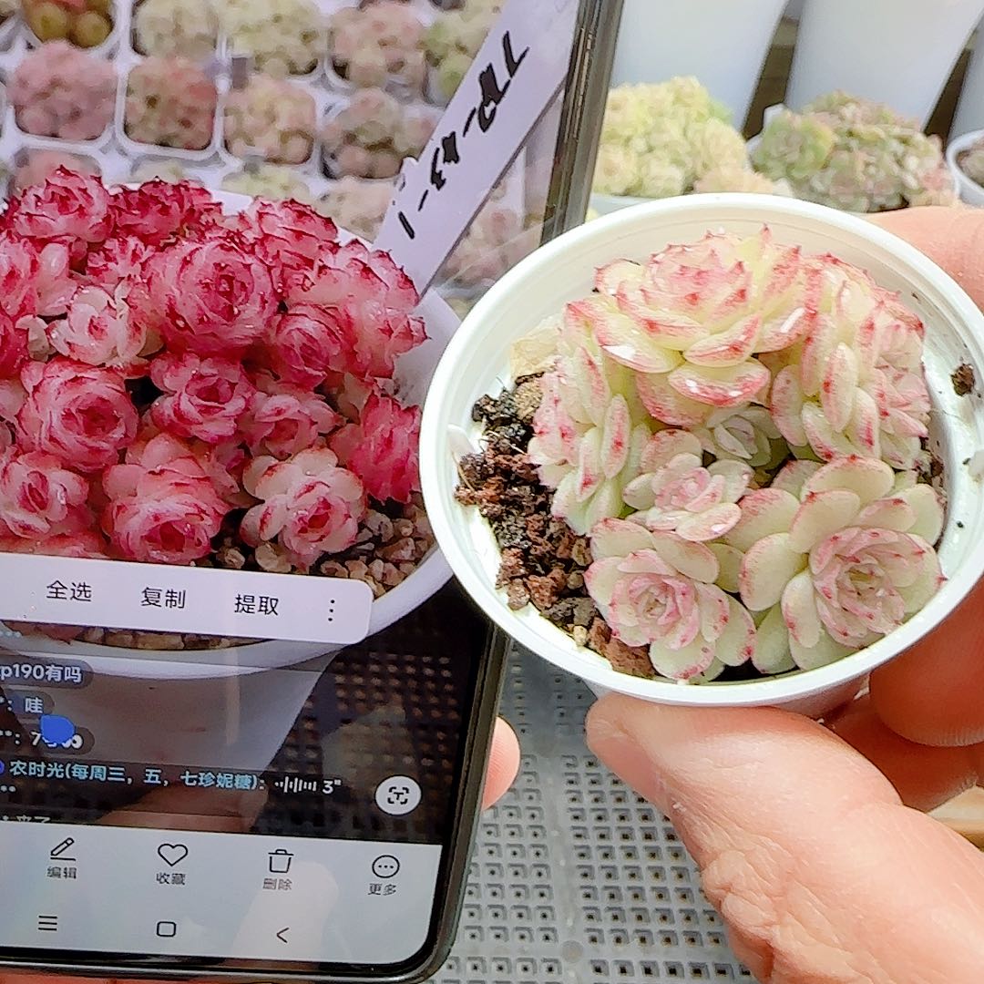 1130-5（ttp-43-1）优选