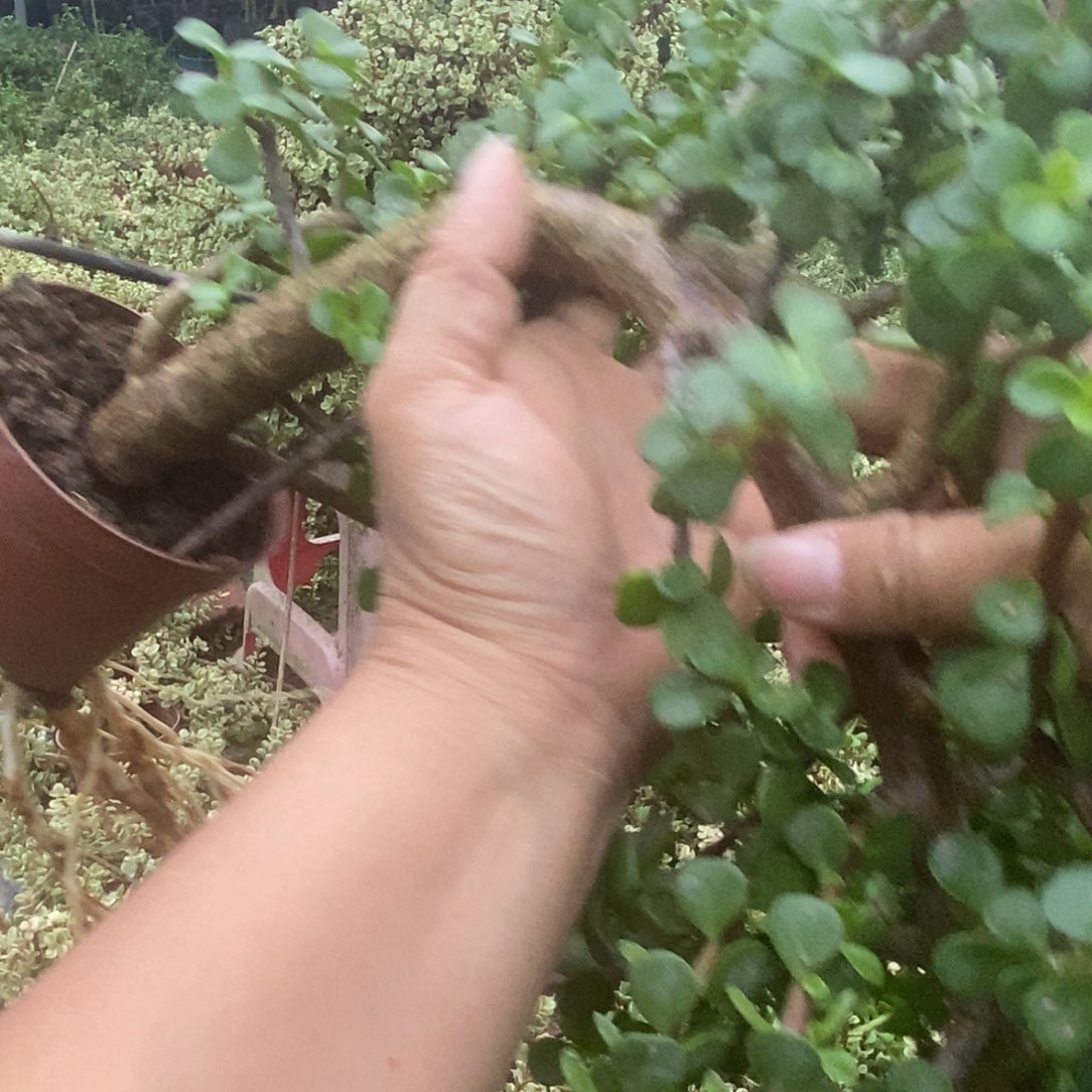 完全开放金枝玉叶8