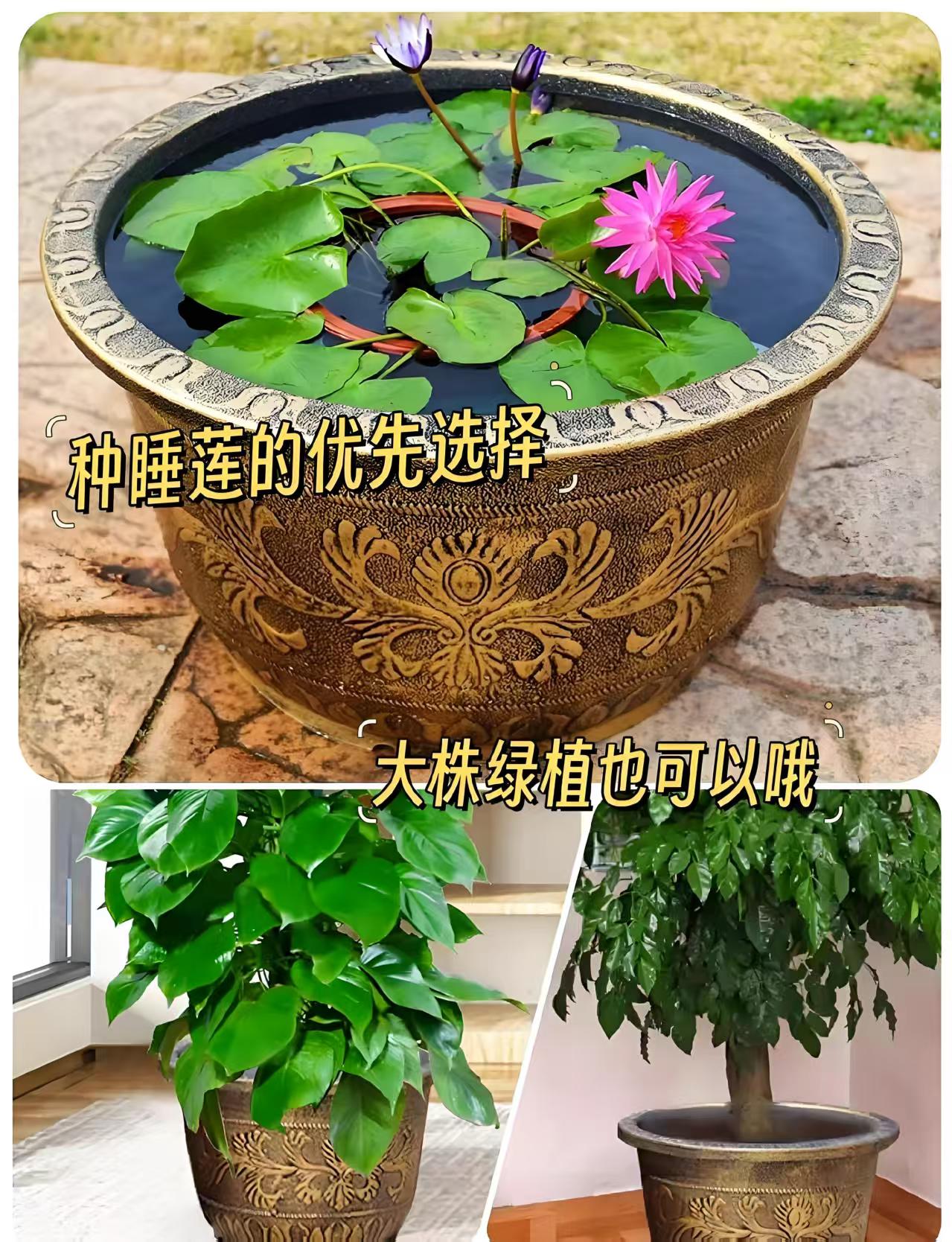 主播专用改价链接铝塑树脂花盆盆景盆《以商家备注为准》