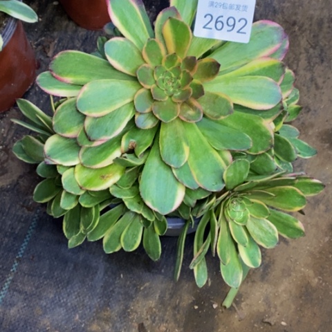 火狐多肉植物2692