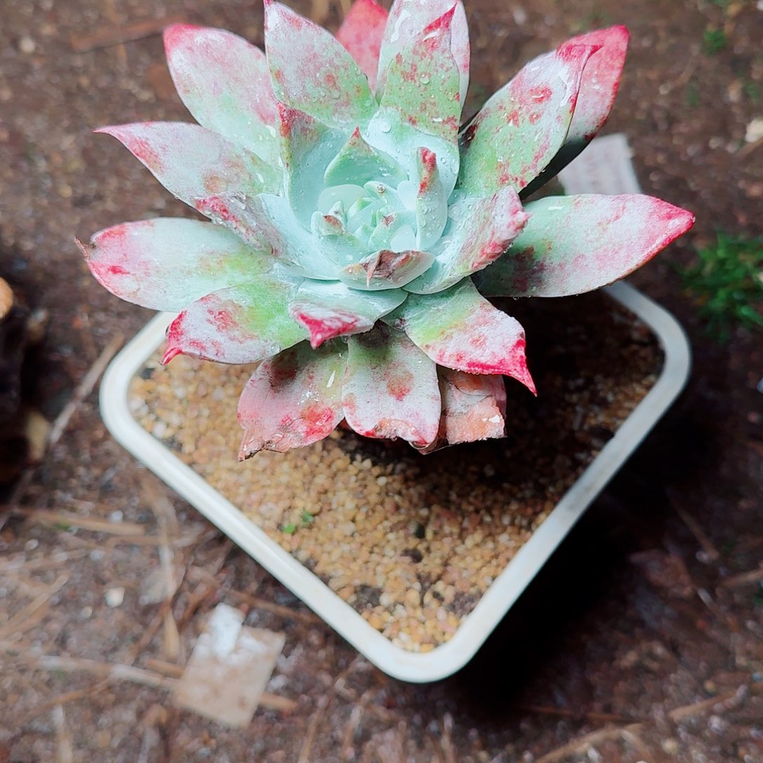 9512雪花仙女杯多肉