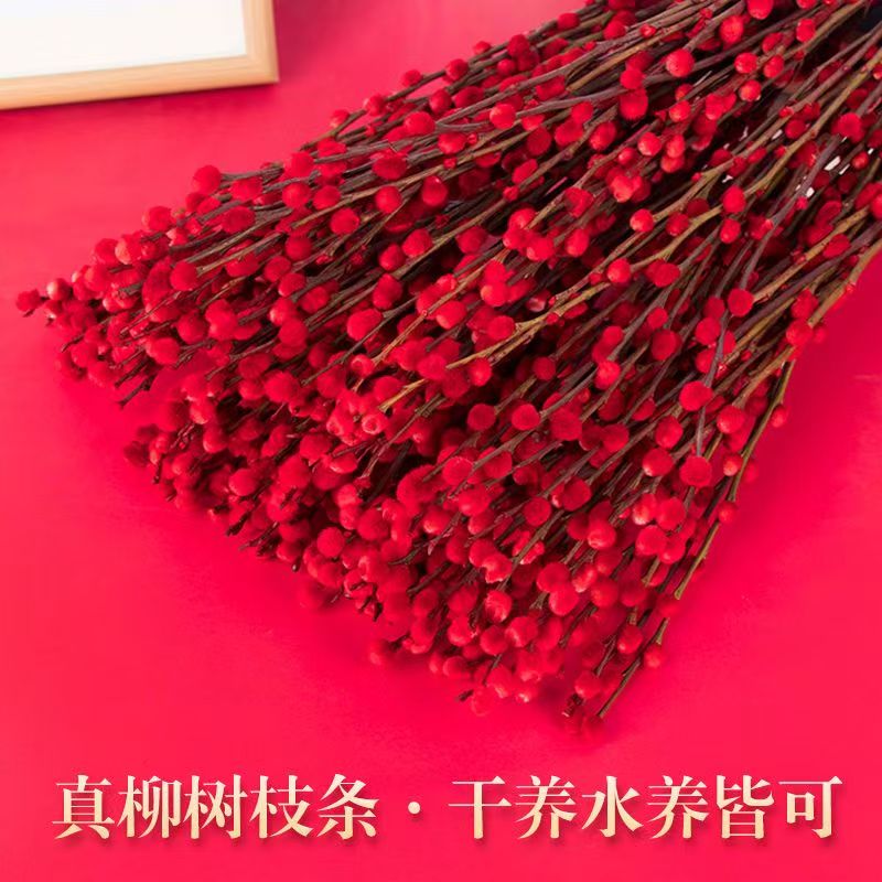 【年宵花卉】招财红色银柳真花鲜枝年宵花卉水培植物客厅室内装饰