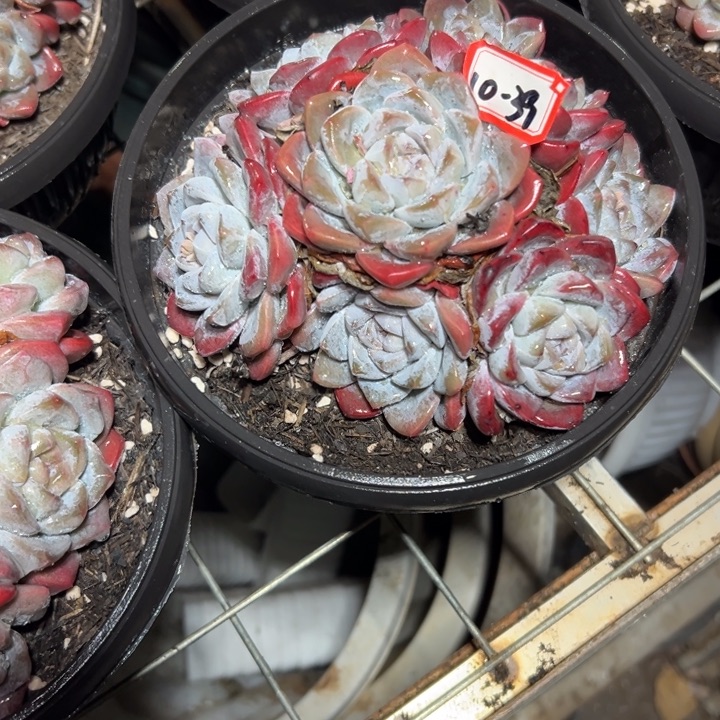 诗***方精品多肉植物老桩
