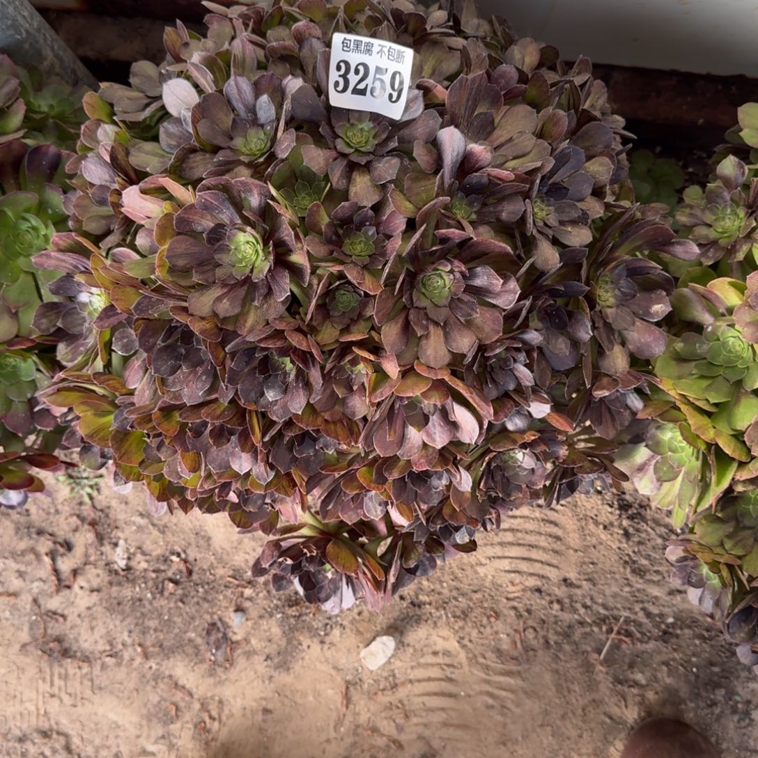 法师墨染16-25 3259