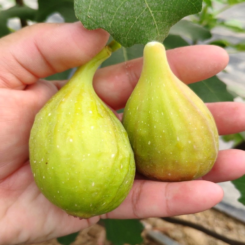 芭劳奈金傲芬无花果树苗特大果新品种盆栽庭院阳台水果树南北种植