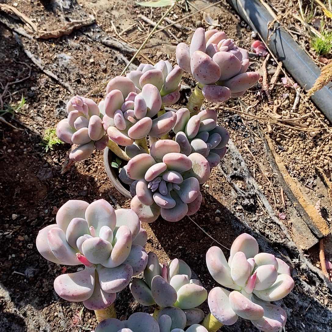 多肉植物咖啡美人2颗