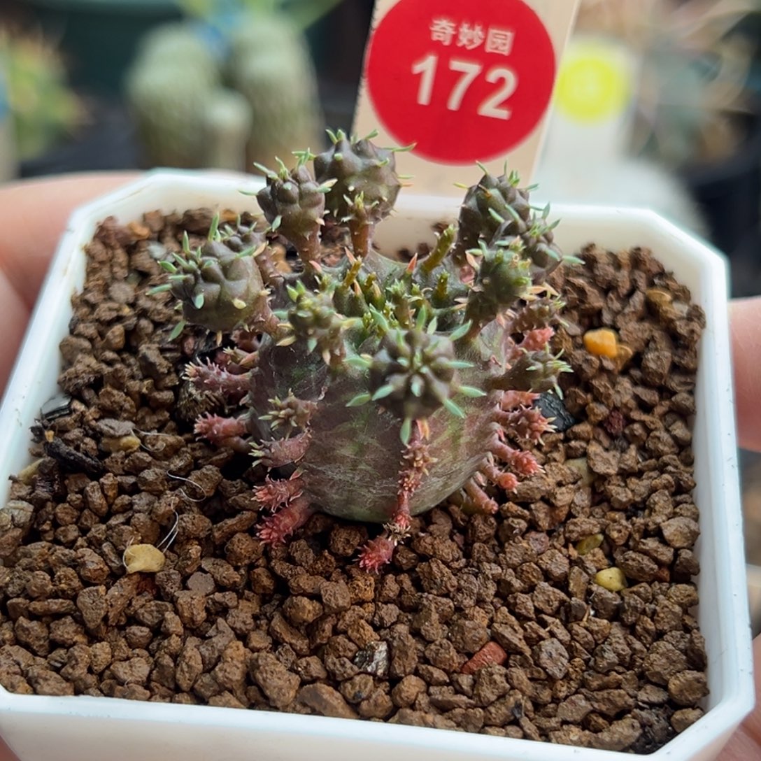 实生紫皮法丽达群一棵