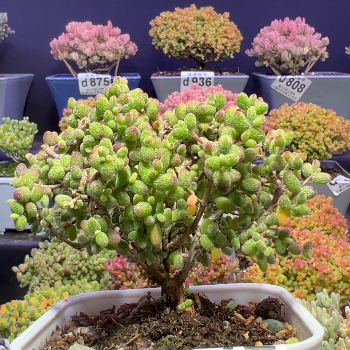 【闪购商品】d947糖球白糊斑锦冠幅8.5cm