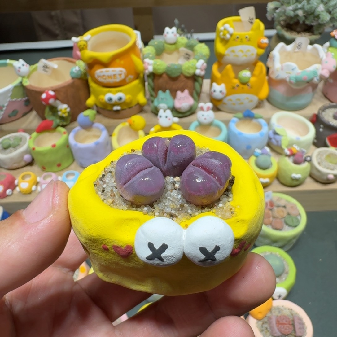 红陶蘑菇586红大内