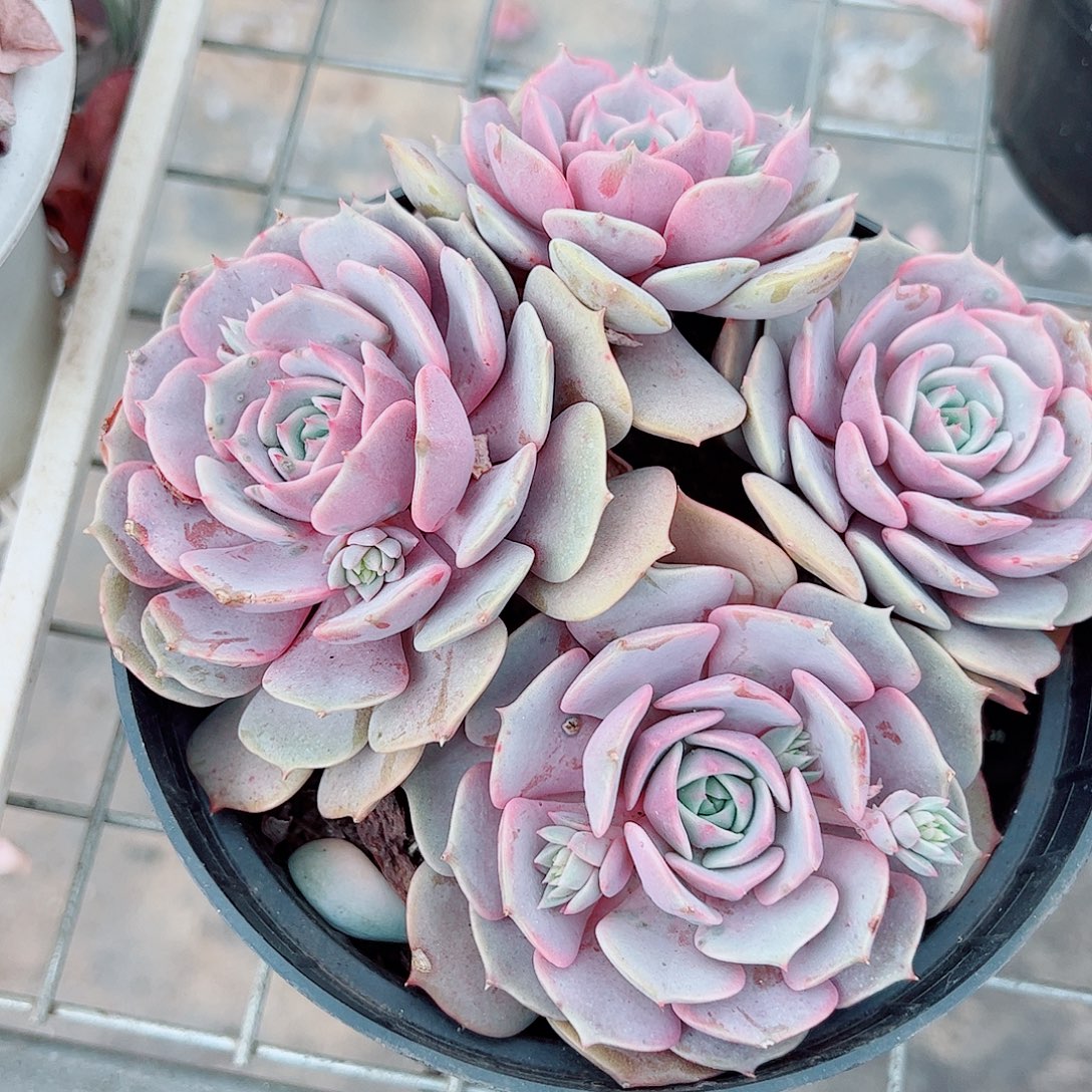 粉蝶多头群生精品