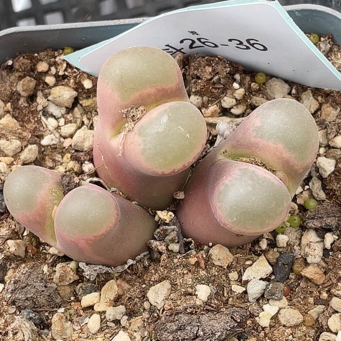 阳***宝26-36肉锥多肉植物