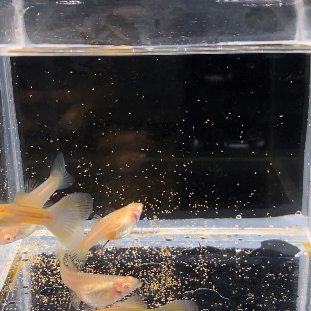 孔雀鱼金粉孔雀鱼两公三母