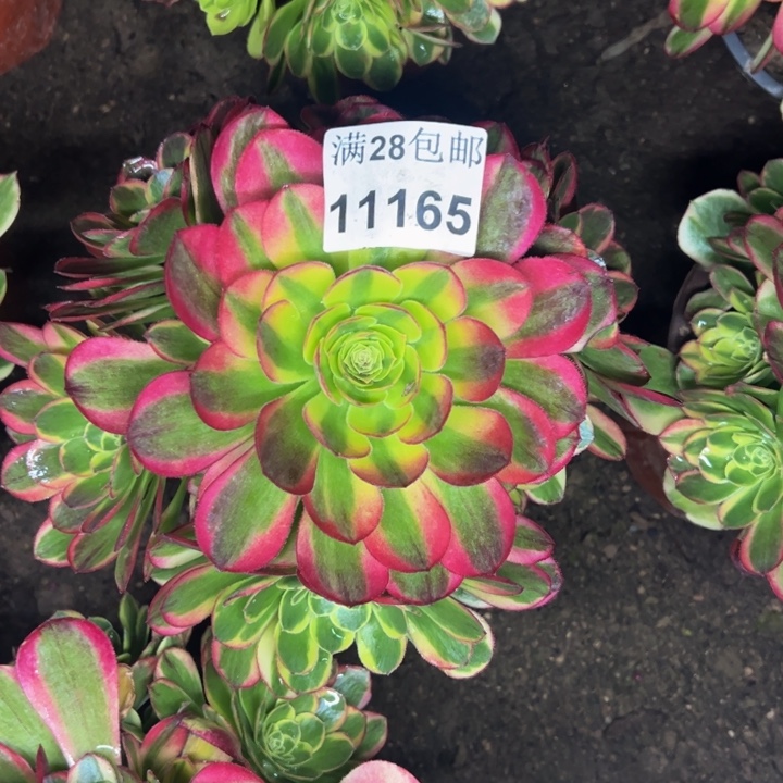 11165奶白多肉植物