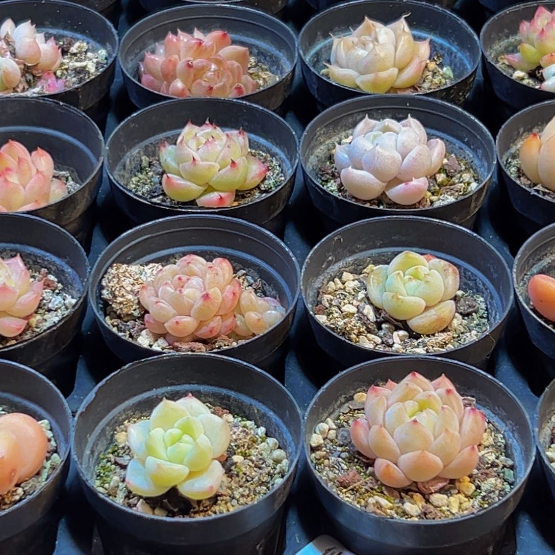 肥***猫649多肉葡萄领导人物库资料