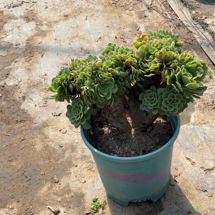 16绿羊绒缀多肉植物多肉