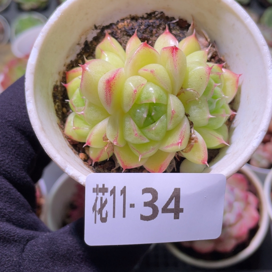 花利美11-34麦秆群