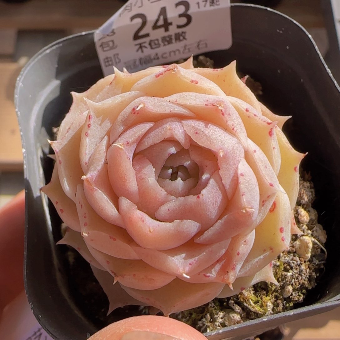 精控优选海伦娜一颗