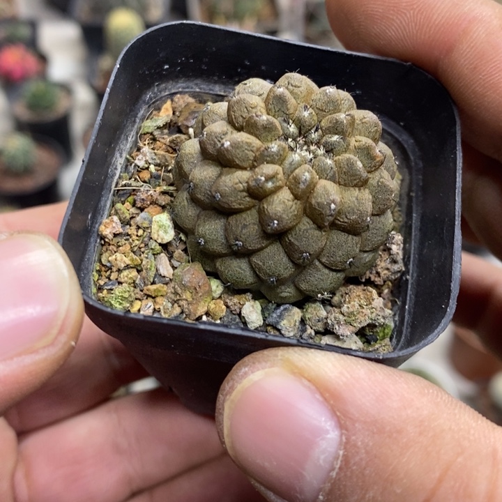 蜥蜴皮特价福利包邮2