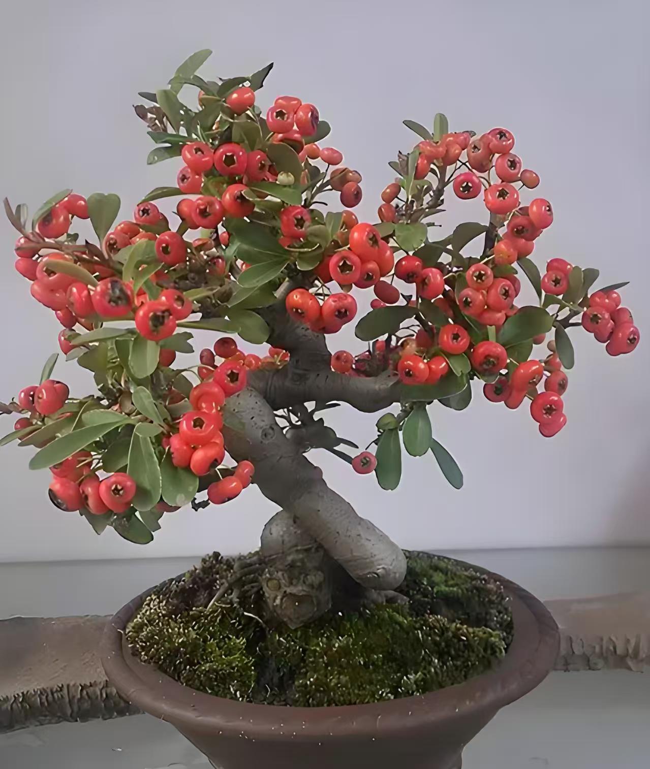 鄂西盆景火棘绿植盆栽一物一拍