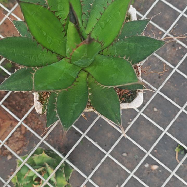 小***鸡霍利达精品龙舌兰