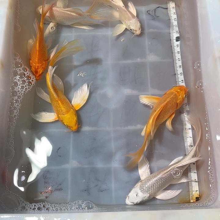 蝴蝶鲤鱼渔场直发45