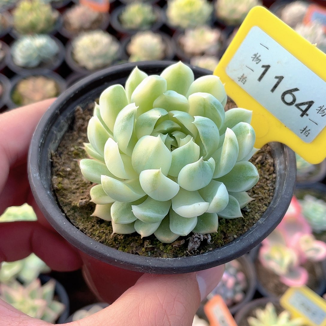 月影锦1164号多肉植物
