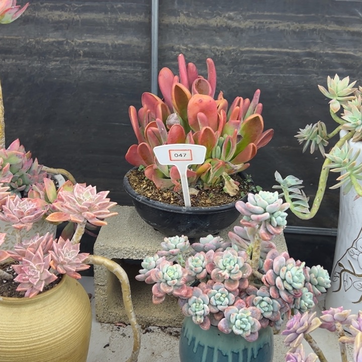 、*夜火狐里多肉植物047