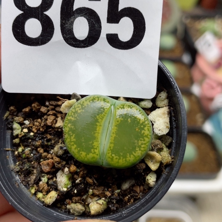 865绿宝石母本带盆