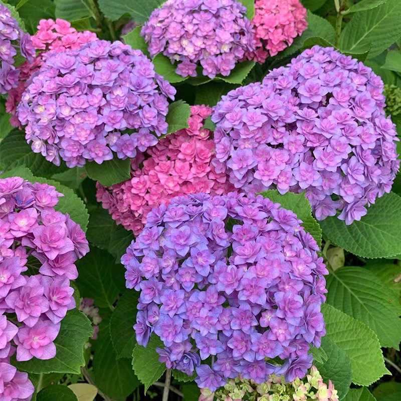 重瓣绣球花苗盆栽老桩花卉室内好养活四季开花