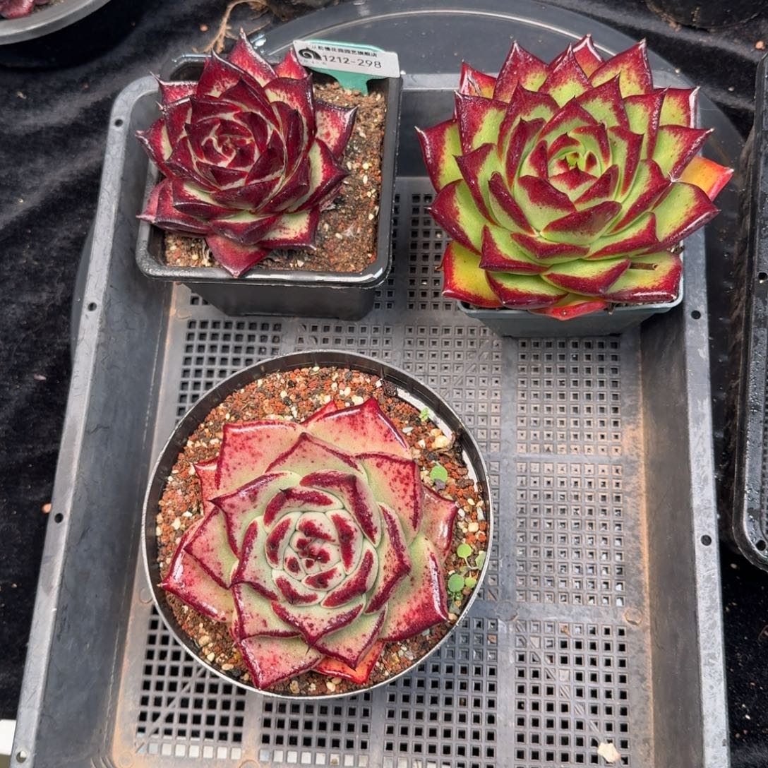 从前慢多肉精选编号1212.298