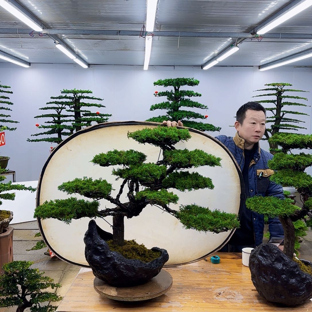 无花朵盆景直播间