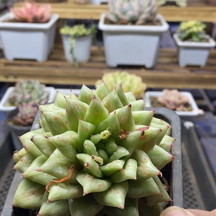 894 凸起玛利亚多肉