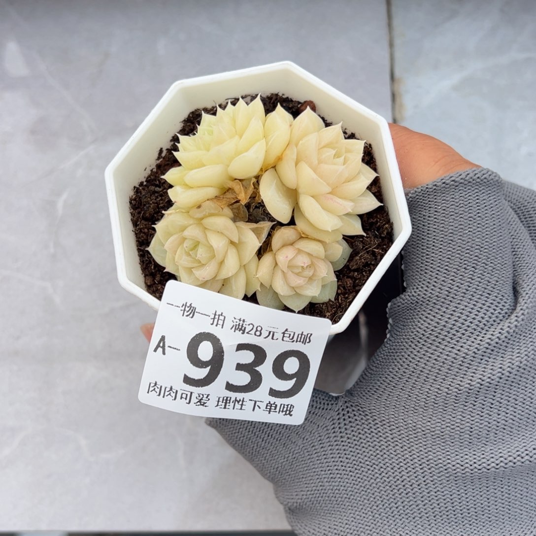 白天鹅麦秆多肉多肉多肉多肉