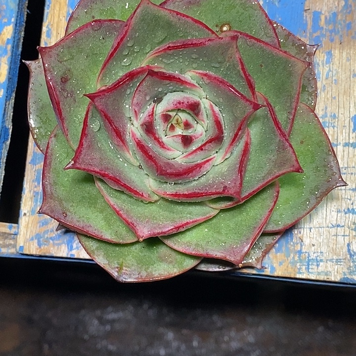 快***囚韩版金刚24             