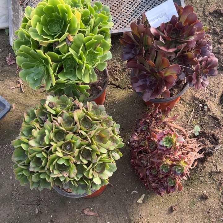 心***#心中的梦4颗多肉葡萄，不包断头