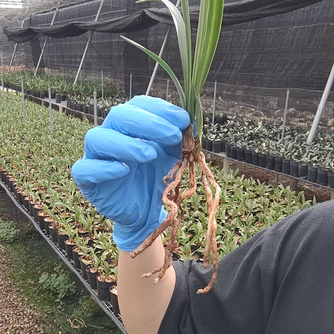 完全开放春兰绿云