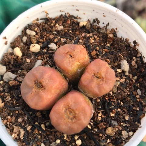 多肉肉锥 红烧卖