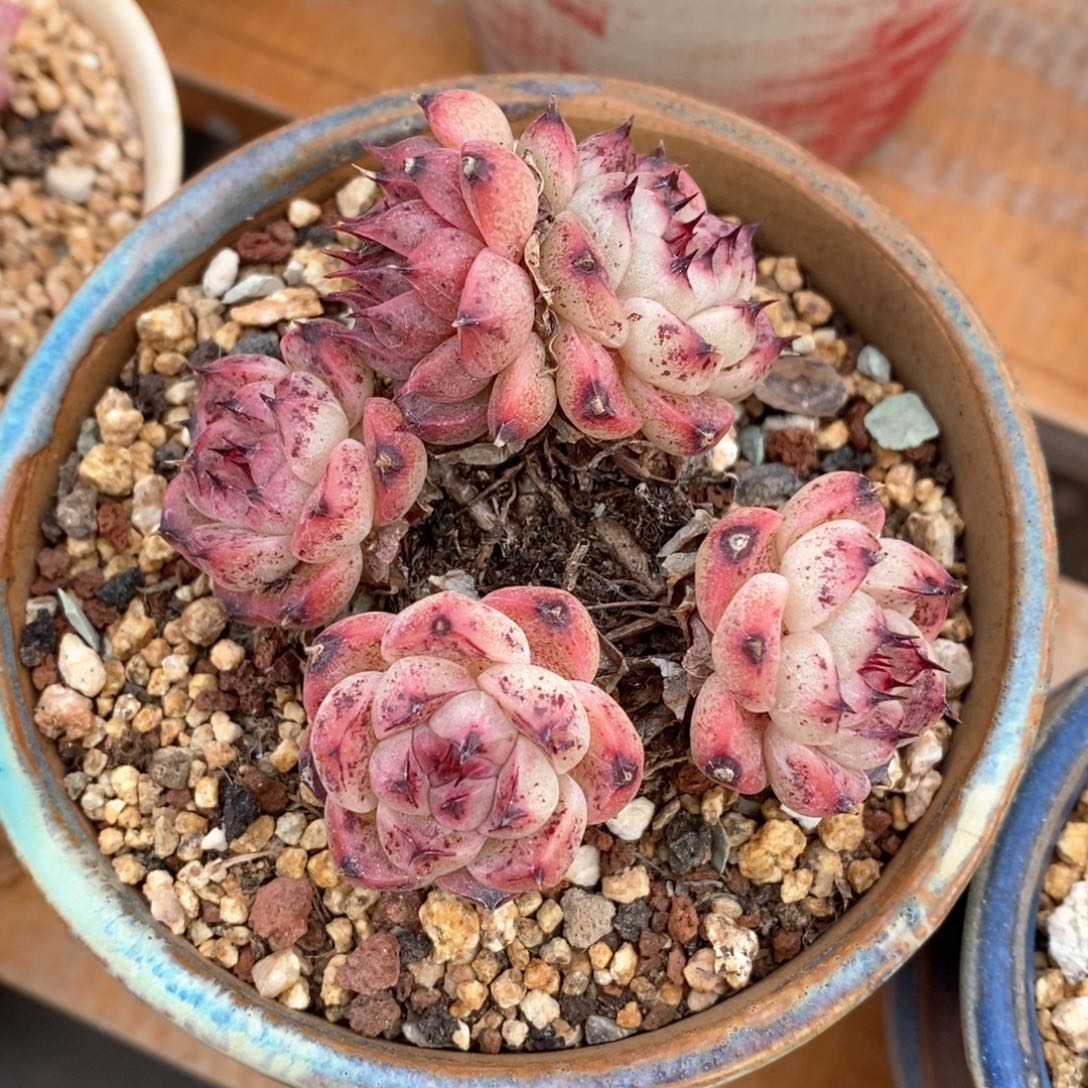 精品多肉一物一拍18