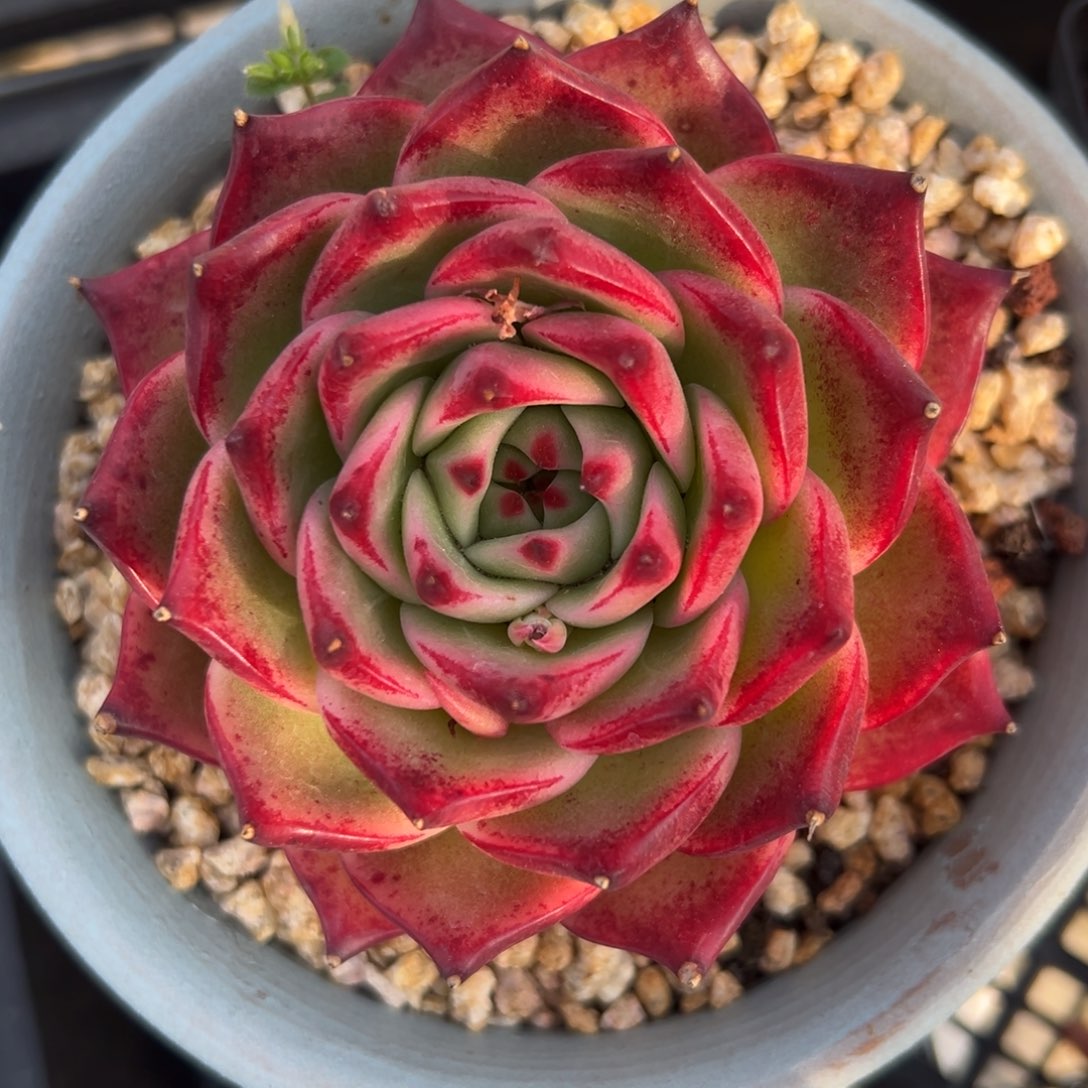 蓝龙精控多肉一物一拍