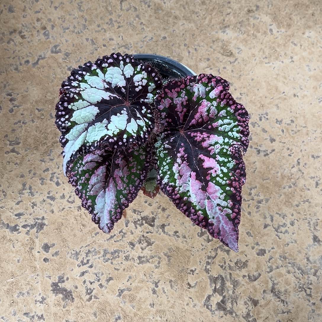 无花朵豆秋海棠河南