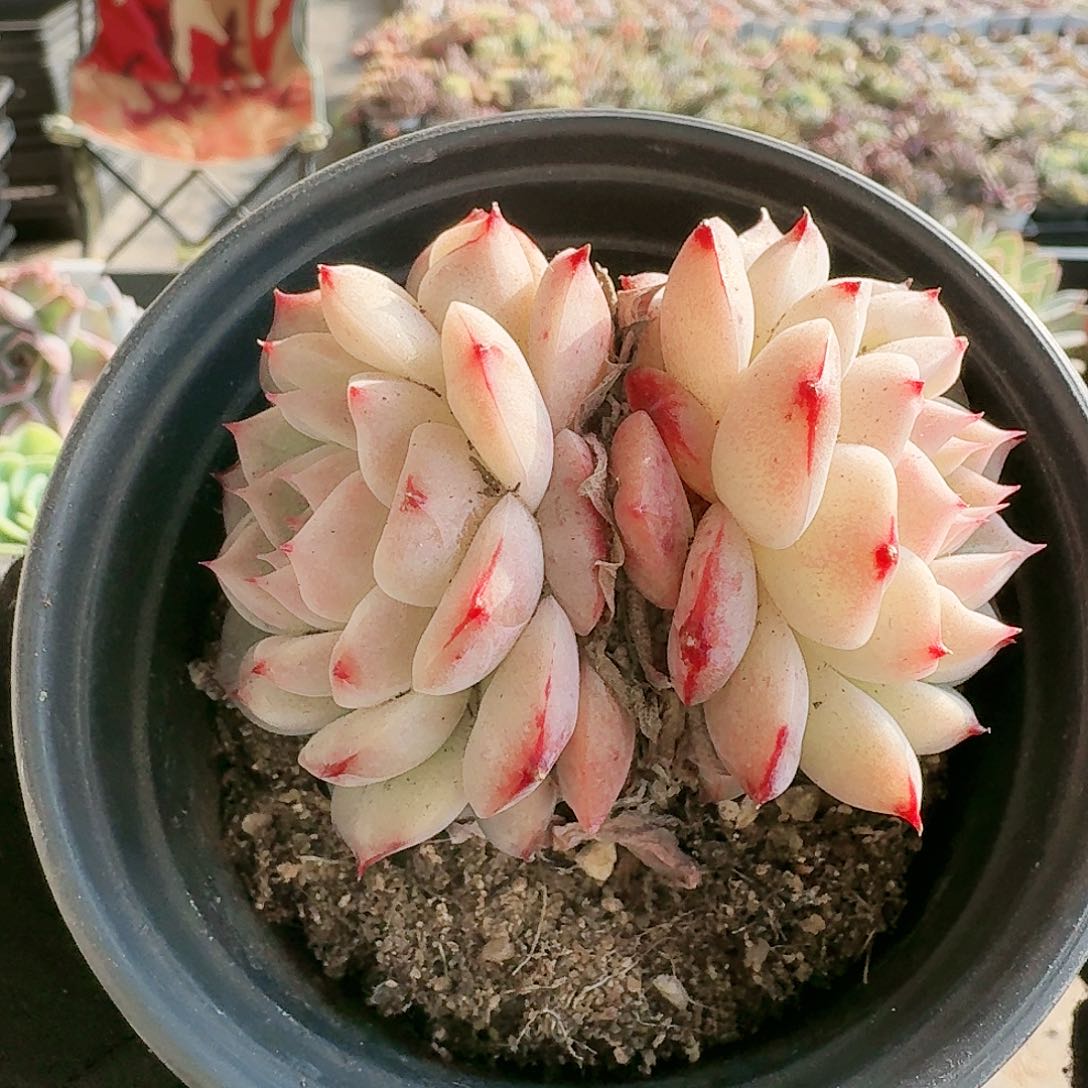 【满20包邮】零下拍保温箱不包整