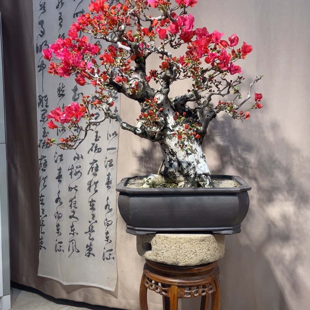 无花朵三角梅同安红