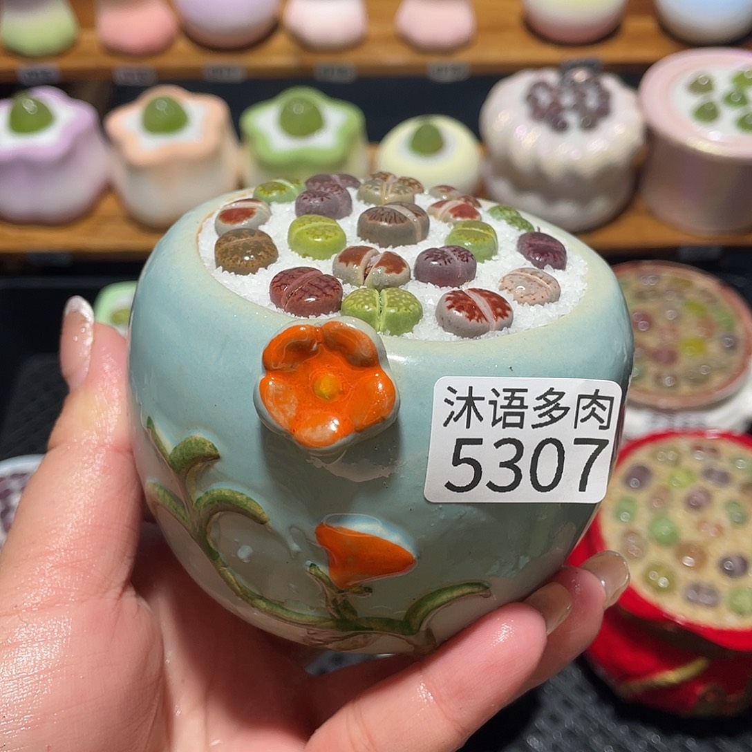 带盆土植物 一物一拍5307