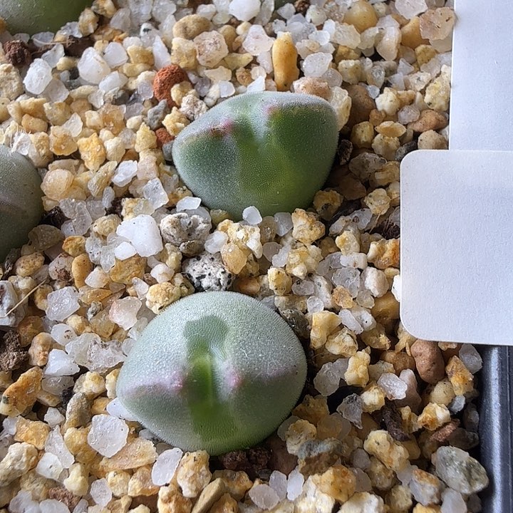 空*11-30-c7 my大眼睛 2年 空山